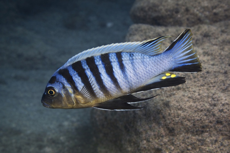 Maylandia sp. 'zebra mbowe' Mbowe Island